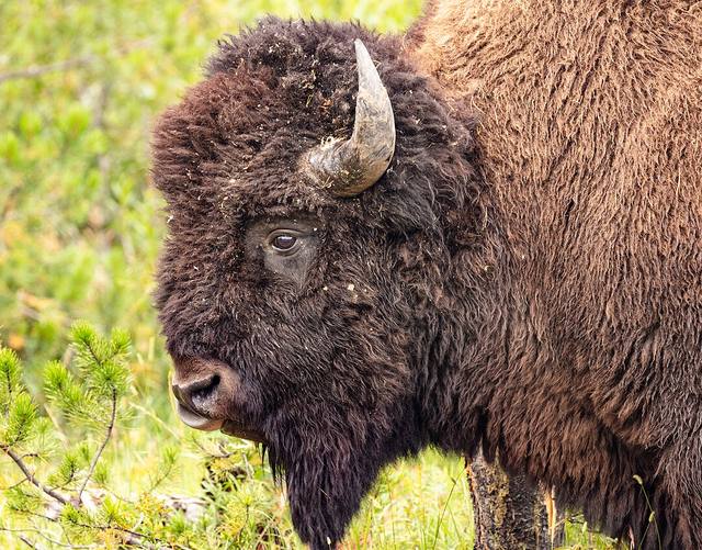 A bull American bison in Yellowstone.